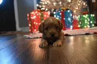 Billy Ready for Christmas, a male Cavapoo for sale in Guthrie, KY – Photo 7 of 10