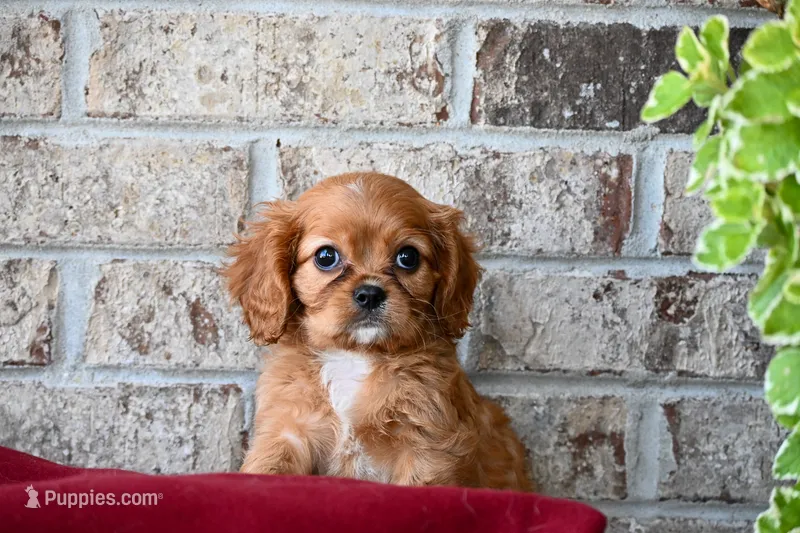 Fred – Cavalier King Charles Spaniel puppy for sale in Guthrie, KY