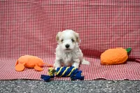 Jack, a male Maltipoo for sale in Guthrie, KY – 9 of 10