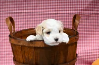 Diane , a female Maltipoo for sale in Guthrie, KY – 10 of 10