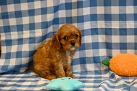 Fred, a male Cavalier King Charles Spaniel for sale in Guthrie, KY – 4 of 5