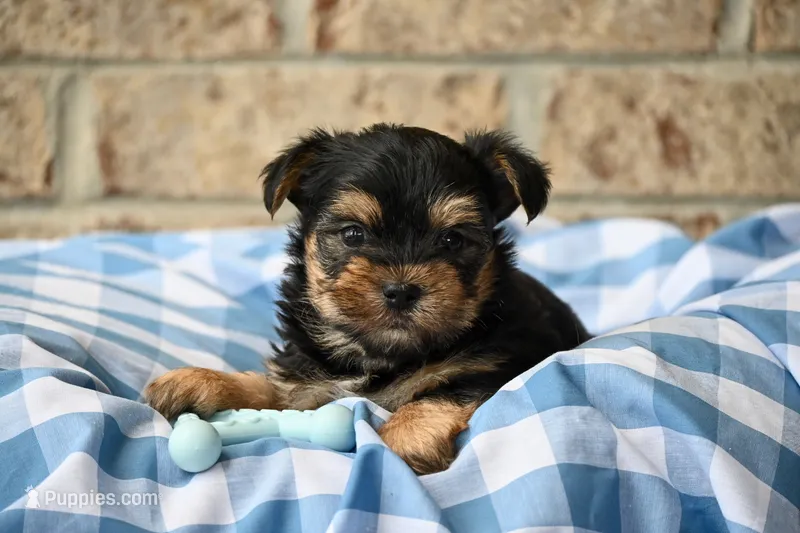 Clint – Morkie puppy for sale in Guthrie, KY