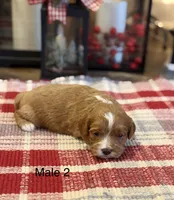 Bobby, a male Cavapoo for sale in Guthrie, KY – Photo 6 of 7