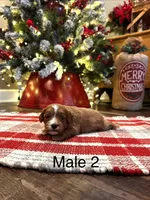 Bobby, a male Cavapoo for sale in Guthrie, KY – Photo 4 of 7