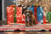 Bobby, a male Cavapoo for sale in Guthrie, KY – Photo 1 of 7