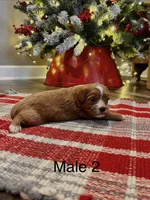 Bobby, a male Cavapoo for sale in Guthrie, KY – Photo 5 of 7