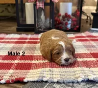 Bobby, a male Cavapoo for sale in Guthrie, KY – Photo 7 of 7