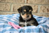 Linda, a female Morkie for sale in Guthrie, KY – 3 of 6