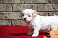 Jack, a male Maltipoo for sale in Guthrie, KY – 2 of 10