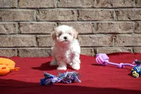 Diane , a female Maltipoo for sale in Guthrie, KY – 4 of 10