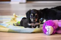 Maxwell AKC, a male Miniature Dachshund for sale in Guthrie, KY – 2 of 2