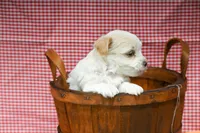 Jack, a male Maltipoo for sale in Guthrie, KY – 5 of 10