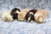 Felix, a male Havapoo for sale in Guthrie, KY – 7 of 7
