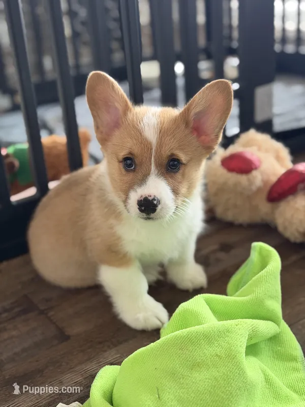 Leroy – Pembroke Welsh Corgi puppy for sale in Guthrie, KY