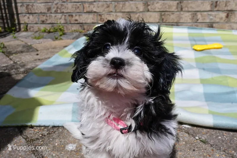 Jake – Havapoo puppy for sale in Guthrie, KY