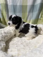 Jake, a male Havapoo for sale in Guthrie, KY – Photo 4 of 4