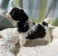 Jake, a male Havapoo for sale in Guthrie, KY – Photo 2 of 4