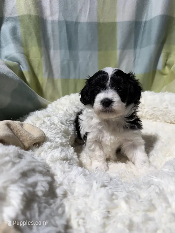 Jake, a male Havapoo for sale in Guthrie, KY – Photo 1 of 4