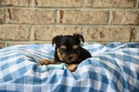 Clint, a male Morkie for sale in Guthrie, KY – 3 of 4