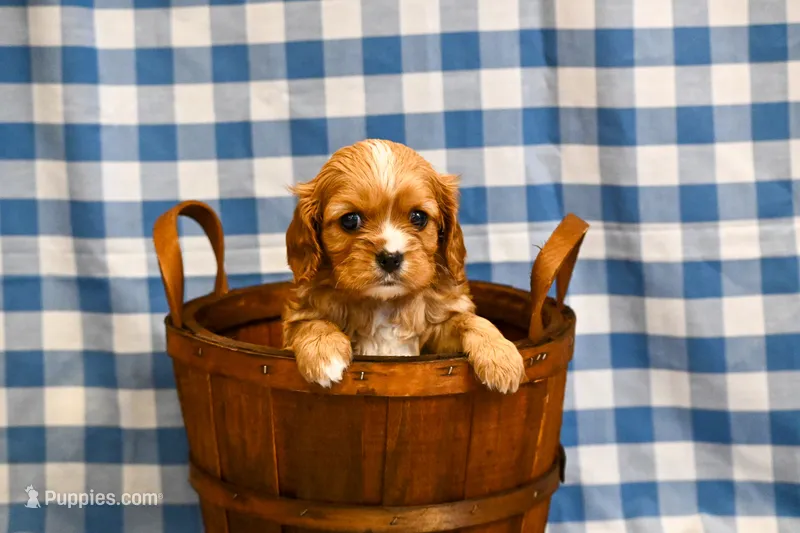 Chad – Cavalier King Charles Spaniel puppy for sale in Guthrie, KY