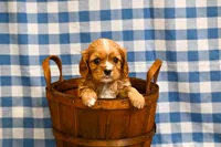 Chad, a male Cavalier King Charles Spaniel for sale in Guthrie, KY – 1 of 4