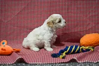 Diane , a female Maltipoo for sale in Guthrie, KY – 9 of 10
