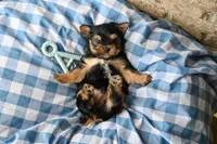 Clint, a male Morkie for sale in Guthrie, KY – 2 of 4