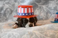 Felix, a male Havapoo for sale in Guthrie, KY – 1 of 7