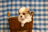 Marcy, a female Cavalier King Charles Spaniel for sale in Guthrie, KY – 4 of 6
