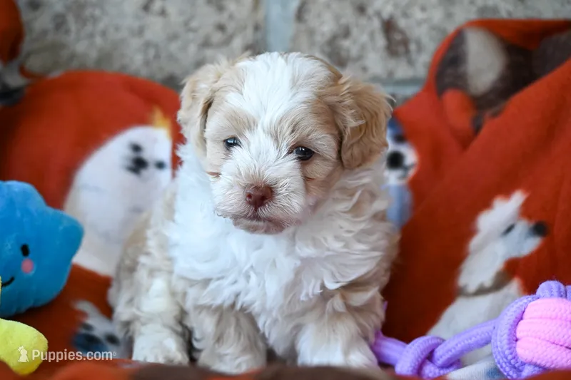Cody – Havapoo puppy for sale in Guthrie, KY