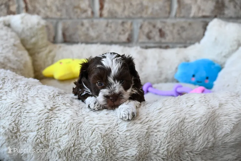 Ashley  – Havapoo puppy for sale in Guthrie, KY
