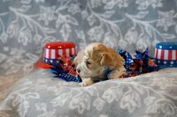 Oscar, a male Havapoo for sale in Guthrie, KY – 3 of 8