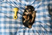 Joe, a male Morkie for sale in Guthrie, KY – 4 of 4