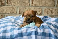 Wally, a male Morkie for sale in Guthrie, KY – 2 of 4