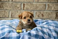 Bruce, a male Morkie for sale in Guthrie, KY – 2 of 5