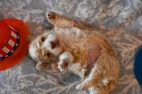 Oscar, a male Havapoo for sale in Guthrie, KY – 4 of 8