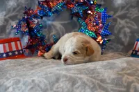 Calvin, a male Havapoo for sale in Guthrie, KY – 3 of 6