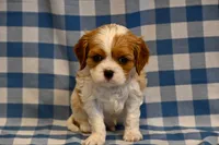 Alvin, a male Cavalier King Charles Spaniel for sale in Guthrie, KY – 2 of 6