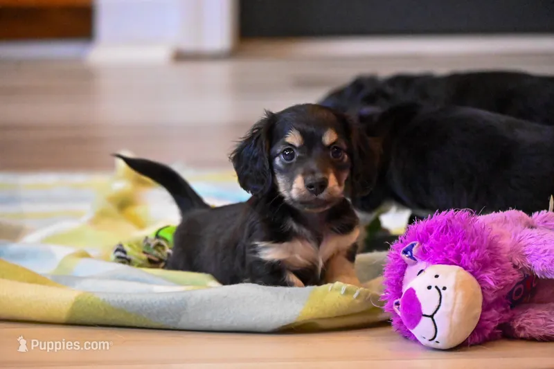 Maxwell AKC – Miniature Dachshund puppy for sale in Guthrie, KY