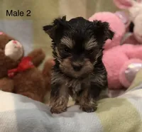 Larry, a male Morkie for sale in Guthrie, KY – Photo 1 of 3