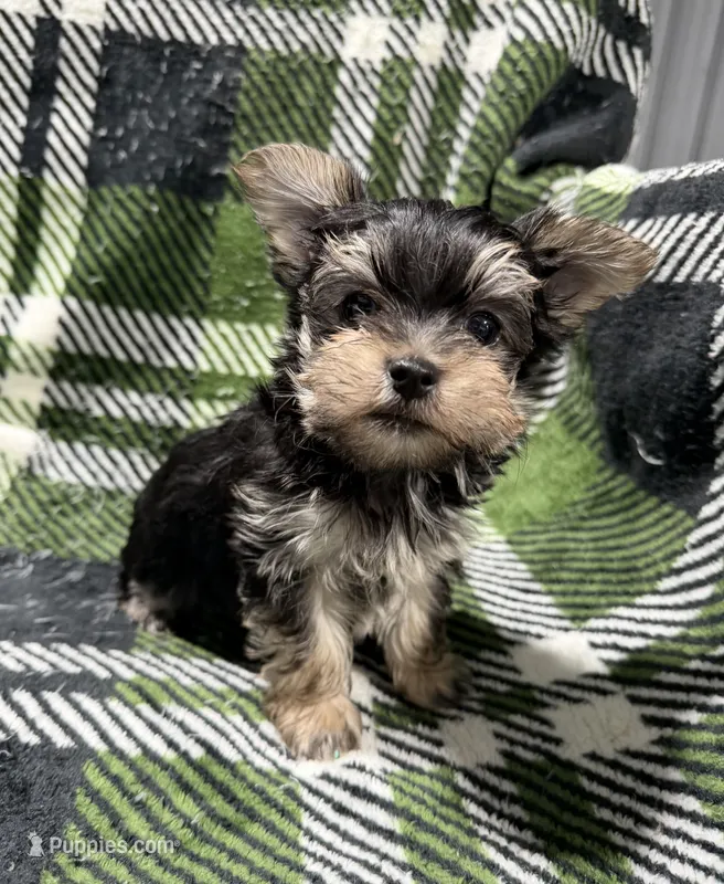 Larry – Morkie puppy for sale in Guthrie, KY