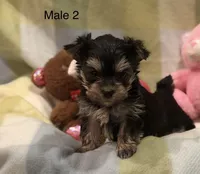 Larry, a male Morkie for sale in Guthrie, KY – Photo 2 of 3