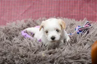Jack, a male Maltipoo for sale in Guthrie, KY – 8 of 10