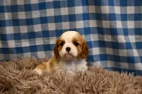 Marcy, a female Cavalier King Charles Spaniel for sale in Guthrie, KY – 3 of 6