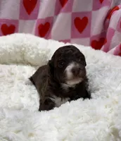 Bobby , a male Havapoo for sale in Guthrie, KY – Photo 5 of 6