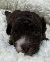 Bobby , a male Havapoo for sale in Guthrie, KY – Photo 1 of 6