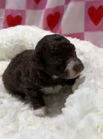 Bobby , a male Havapoo for sale in Guthrie, KY – Photo 3 of 6