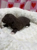 Bobby , a male Havapoo for sale in Guthrie, KY – Photo 6 of 6