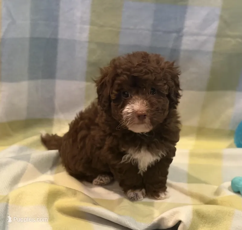 Bobby  – Havapoo puppy for sale in Guthrie, KY