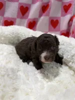 Bobby , a male Havapoo for sale in Guthrie, KY – Photo 2 of 6